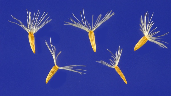 Solidago caesia seeds (photo from Wikimedia Commons)