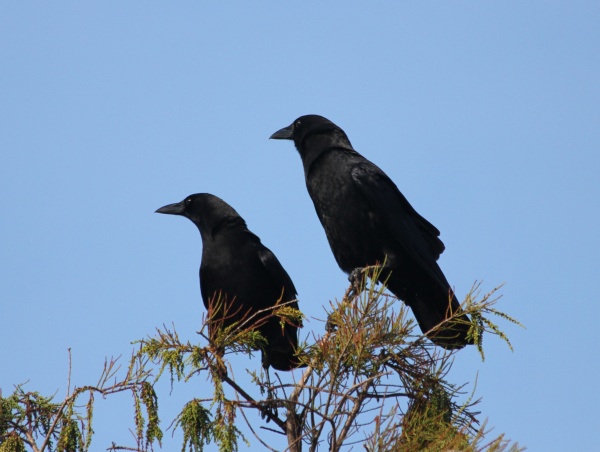 Two American crows ook intently at... (photo from Wikimedia Commons)