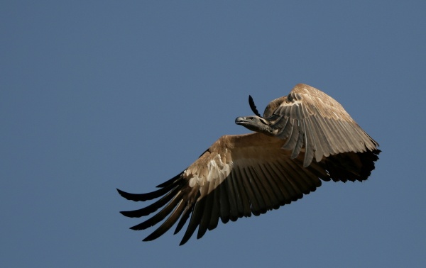 Cape vulture in flight (photo from Wikimedia Commons)
