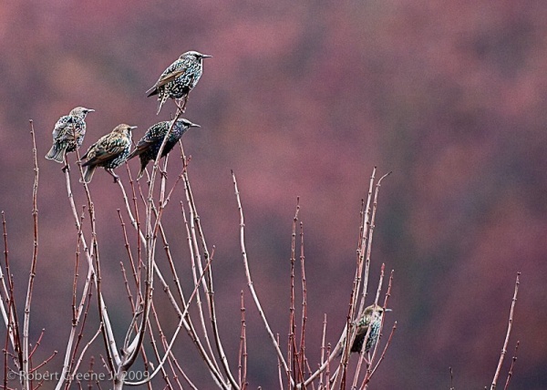 European starlings (photo by Bobby Greene)