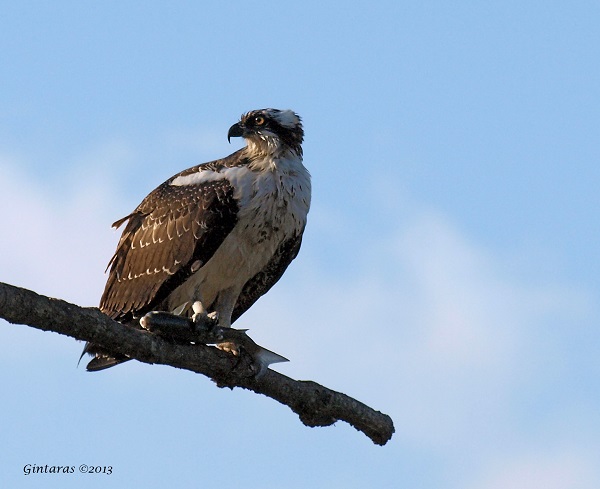 Osprey at Bayswater, NY (photo by Gintaras Baltusis)