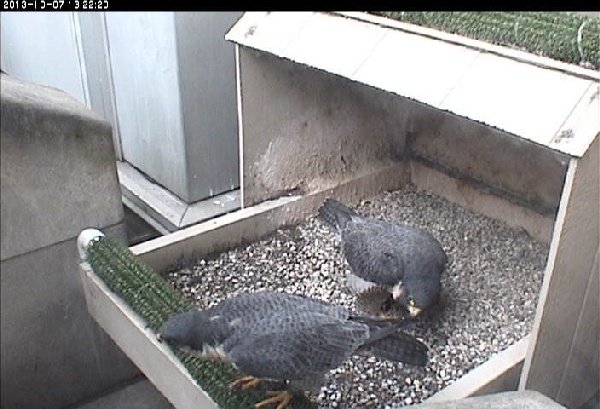 Dorothy and E2 at the nest, 7 Oct 2013 (photo from the National Aviary falconcam at Univ of Pittsburgh)