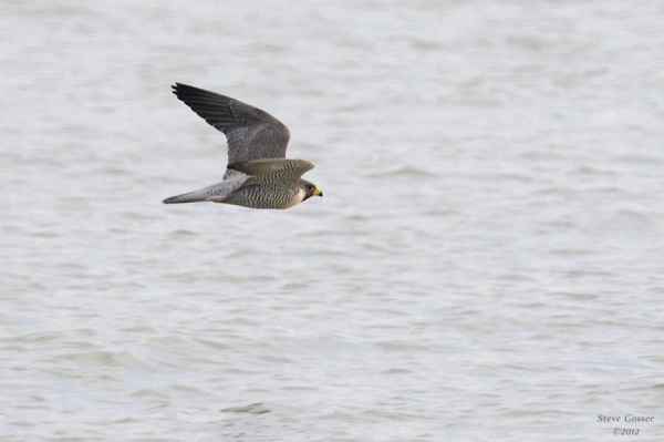 Peregrine falcon at Lake Erie, Presque Isle, PA (photo by Steve Gosser)