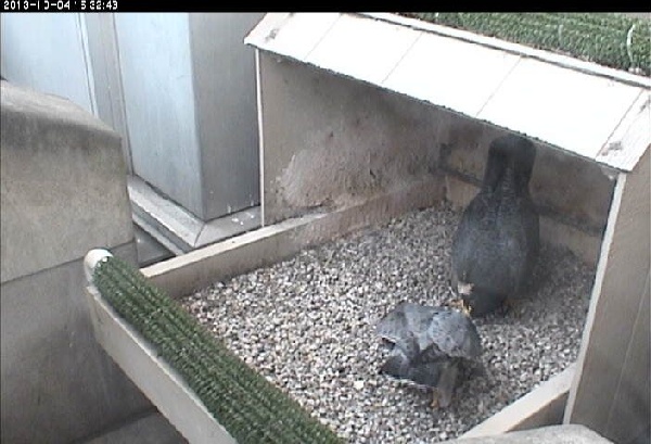 Dorothy and E2 at the nest, 4 Oct 2013 (photo from the National Aviary falconcam at Univ of Pittsburgh)