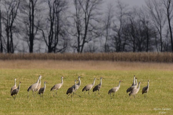 Sandhill cranes in northwest Pennsylvania (photo by Steve Gosser)