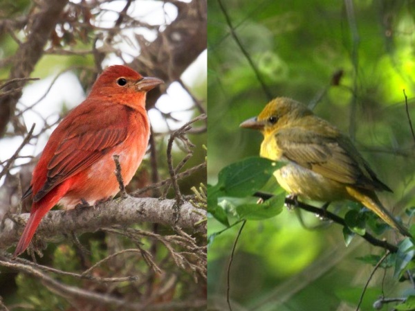 Summer tanagers, male and female (photos from Wikimedia Commons)