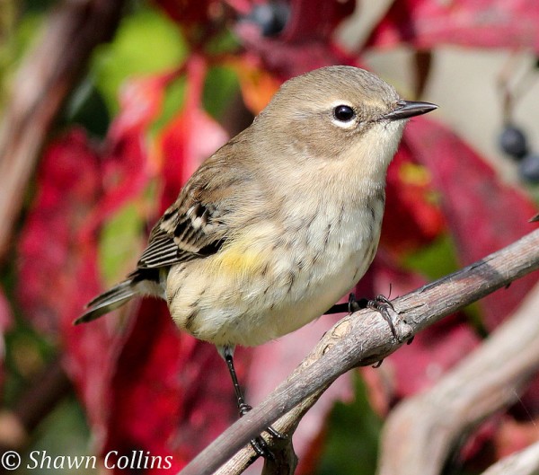 Yellow-rumped warbler, October 2013 (photo by Shawn Collins)