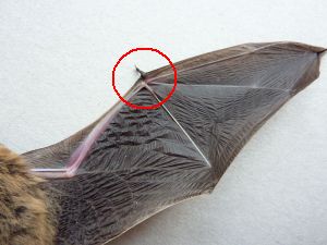 Bat wing showing thumb sticking up (from a photo on Wikimedia Commons)