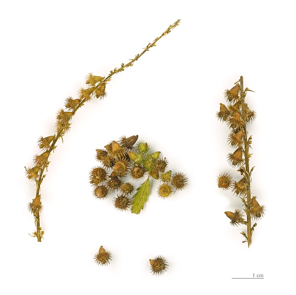Agrimony seeds, focus stack (Museum of Toulouse via Wikimedia Commons)
