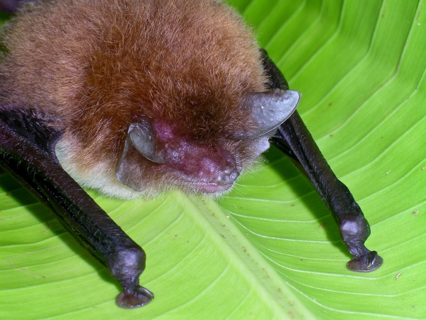 Spix's disk-winged bat (photo by Alan Wolf via Creative Commons license)