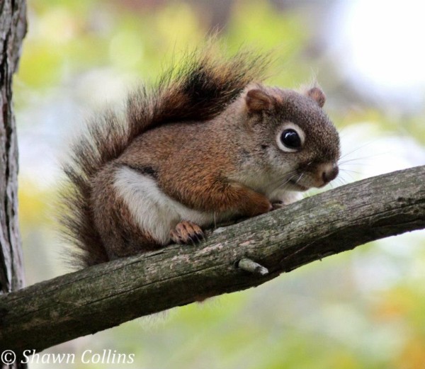 Red squirrel (photo by Shawn Collins)