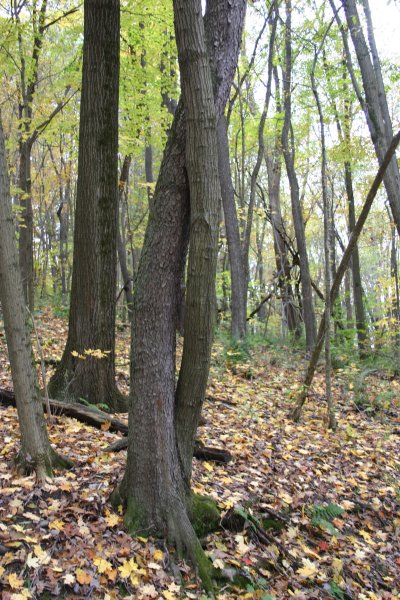 Black cherry and red oak twist around each other, Moraine State Park, Oct 2013 (photo by Kate St. John)