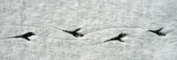 Bird footprints in the snow (photo from Wikimedia Commons)
