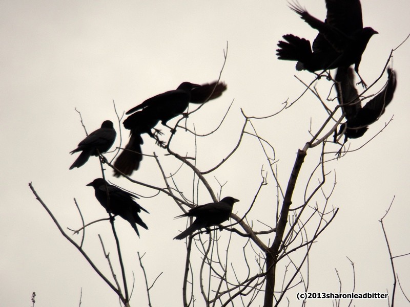 American crows gather in Lawrenceville (photo by Sharon Leadbitter)