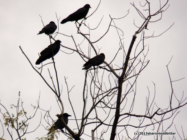 American crows gather in a tree in Pittsburgh (photo by Sharon Leadbitter)