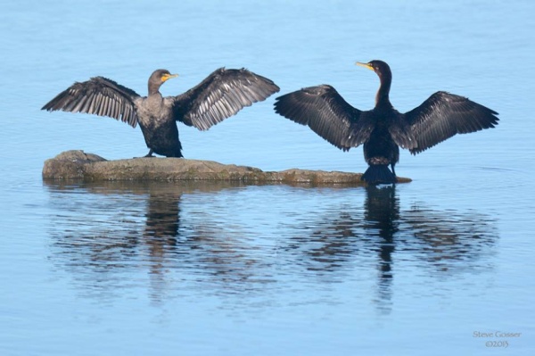 Two double-crested cormorants drying their wings (photo by Steve Gosser)
