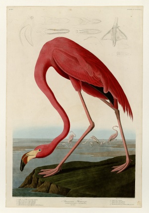 Flamingo folio print by John James Audubon (courtesy University of Pittsburgh)