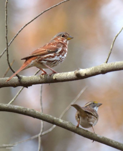 Fox sparrow and white-throated sparrow (photo by Steve Gosser)