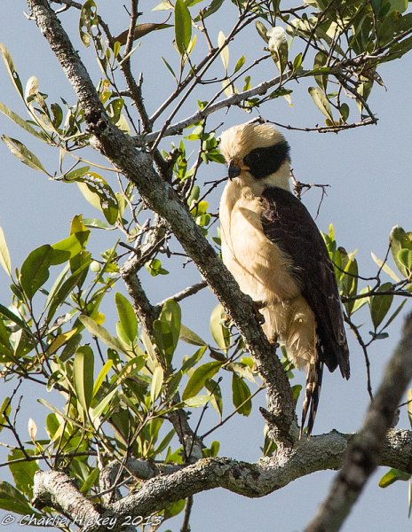 Laughing Falcon (photo by Charlie Hickey)