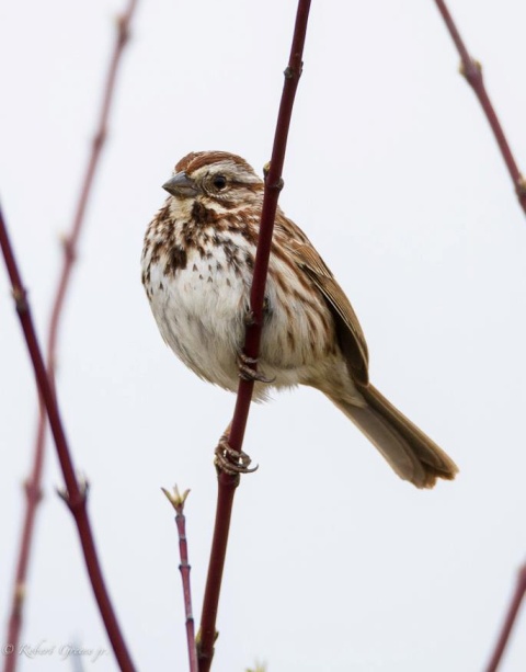 Song Sparrow (photo by Bobby Greene)