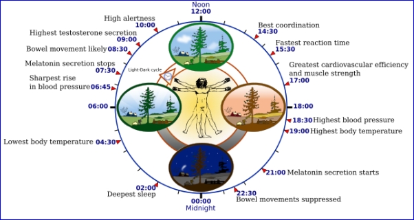 Human biological clock (image from Wikimedia Commons)
