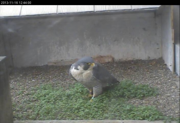 Peregrine visiting the Gulf Tower nest, 16 Nov  2013 (photo from the National Aviary falconcam at Gulf Tower)