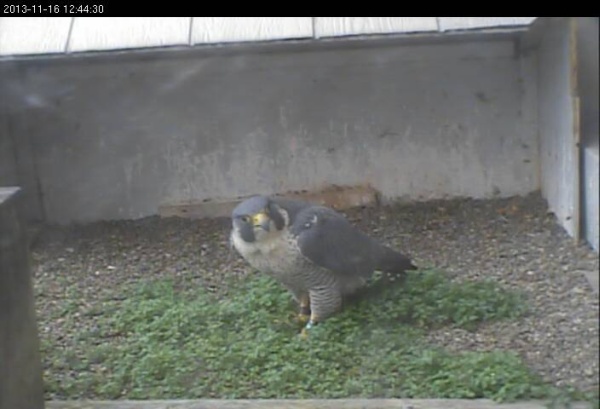 Peregrines at the Gulf Tower nest, 16 Nov 2013 (photo from the National Aviary falconcam at Gulf Tower)