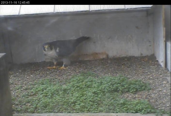 Peregrine at the Gulf Tower nest, 16 Nov 2013 (photo from the National Aviary falconcam at Gulf Tower)