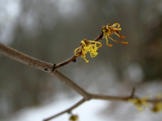 Witch hazel blooming in Schenley Park, 28 Nov 2013 (photo by Kate St. John)