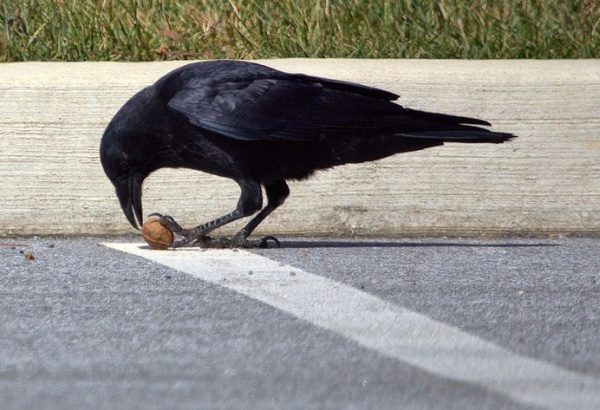 American crow (photo by John Beatty)