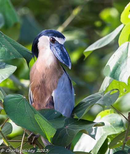 Boat-billed heron (photo by Charlie Hickey)
