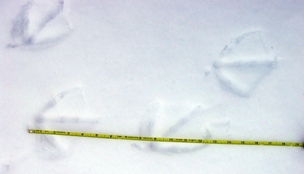 Bird footprints in the snow, Arlington VA (photo from Ode Treet Tribune blog)