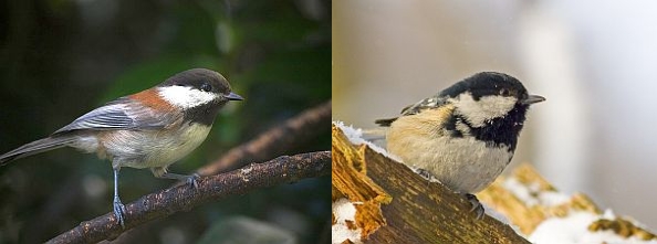 Chestnut-backed chickadee, Coal tit (photos from Wikimedia Commons)