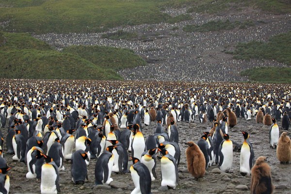 King Penguins at Salisbury Plain, South Georgia (photo from Wikimedia Commons)