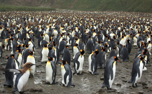 King penguin colony on Salisbury Plain, South Georgia (photo from Wikimedia Commons)