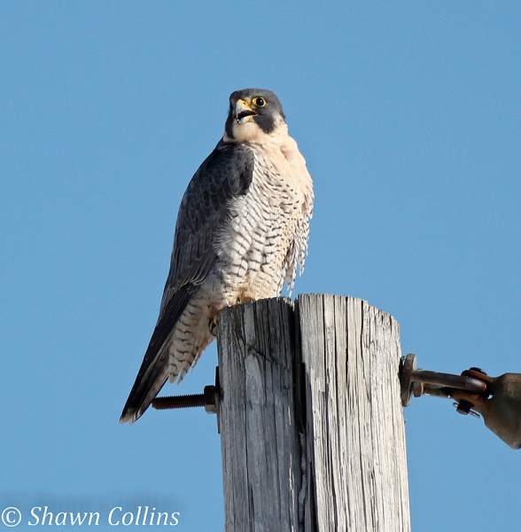 Peregrine falcon at Presque Isle State Park, 29 Nov 2013 (photo by Shawn Collins)