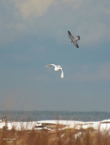 Peregrine falcon attacking snowy owl at Gull Point, Erie, PA (photo by Steve Gosser)