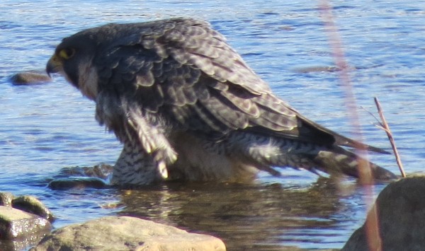 Peregrine bathing in the Mon River, 28 Dec 2013 (photo by Michelle Kienholz)