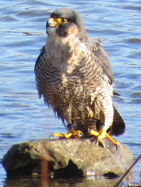 Peregrine bathing in the Mon River at Duck Hollow (photo by Michelle Kienholz)