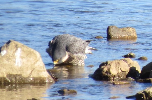 Peregrine bathing in the Mon River, 28 Dec 2013 (photo by Michelle Kienholz)