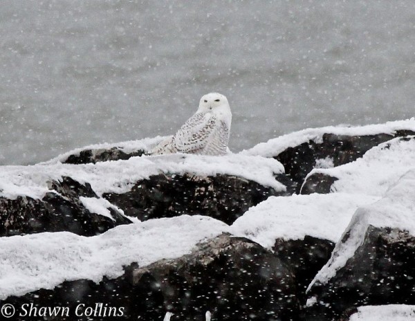 Snowy owl on the breakwater at Presque Isle State Park,29 Nov 2013 (photo by Shawn Collins)