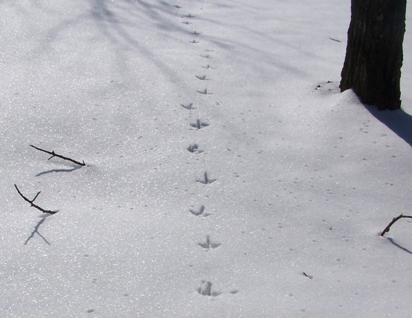 Bird tracks in snow, Saxonburg, PA