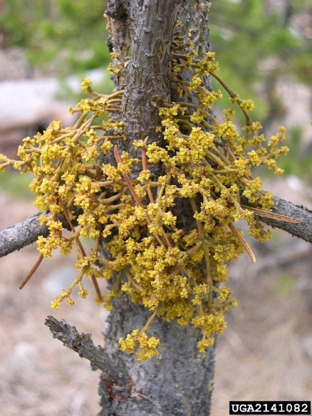 Dwarf mistletoe, Arceuthobium americanum, male plant (photo by Brytten Steed, USDA Forest Service, Bugwood.org)