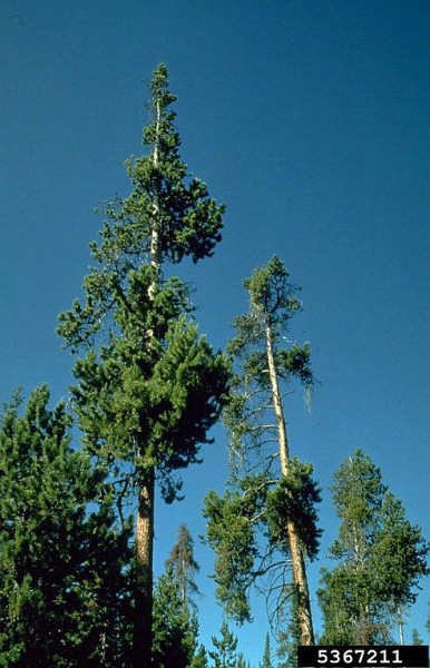Dwarf mistletoe, Arceuthobium americanum, damage to lodgepole pine (photo by Mike Schomaker, Colorado State Forest Service, Bugwood.org)