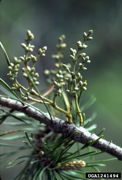 Dwarf mistletoe, Arceuthobium americanum, female plant (photo by John W. Schwandt, USDA Forest Service, Bugwood.org)