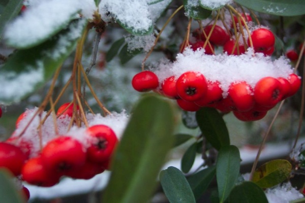 Snow on Pyracantha (photo by Bob Muller, Creative Commons license via Flickr)