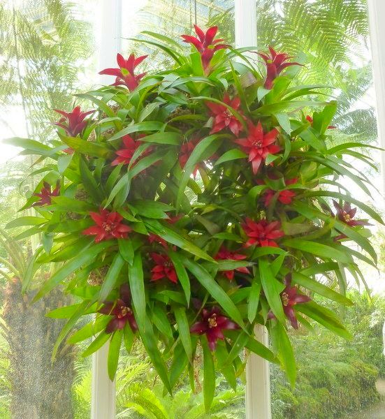 Bromeliad Christmas wreath at Phipps Conservatory (photo by Dianne Machesney)