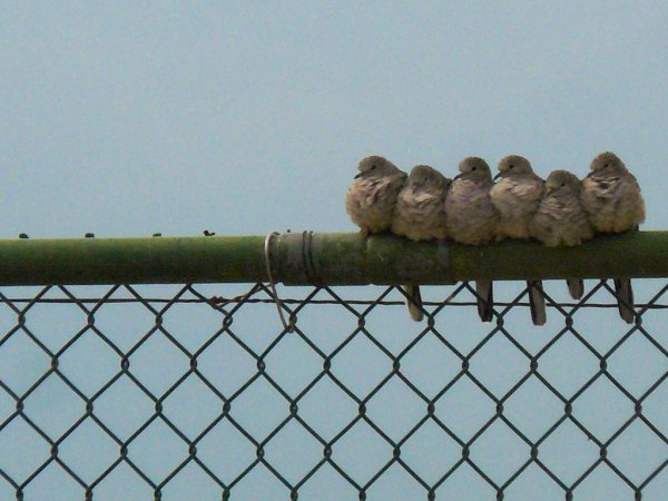 Inca doves in a huddle (photo by Penny Meyer via Flickr, Creative Commons License)