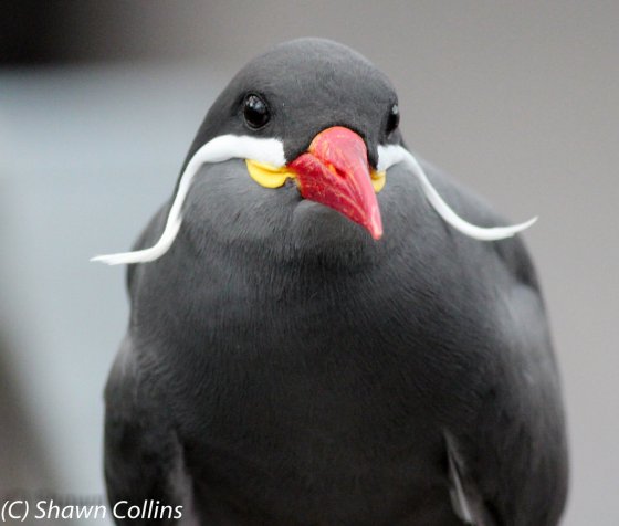 Inca tern at the National Aviary (photo by Shawn Collins)
