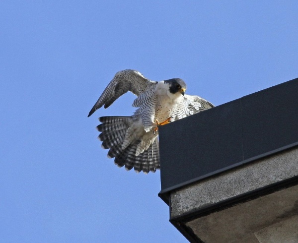 Peregrine, Mo, landed briefly on the corner, Canton, OH (photo by Chad+Chris Saladin)